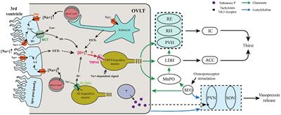 The organum vasculosum of the lamina terminalis and subfornical organ: regulation of thirst